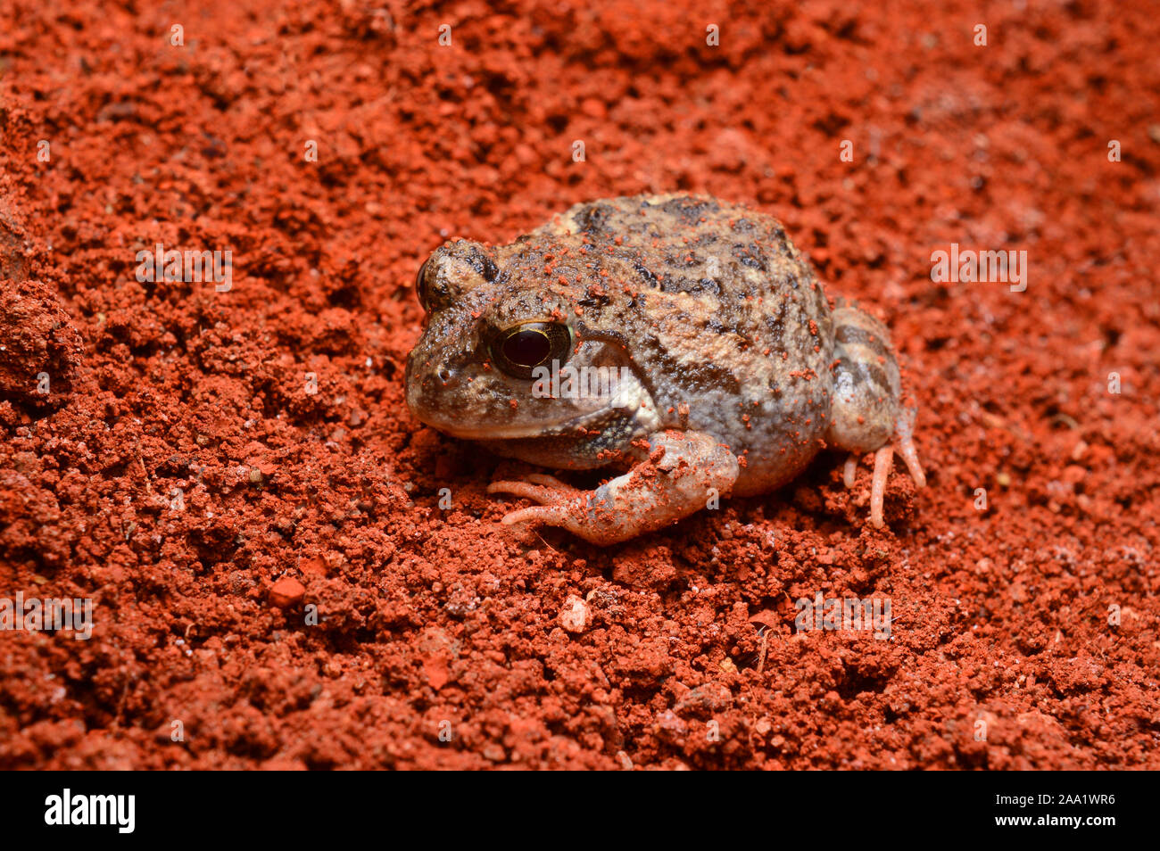 Grenouille fouisseuse, Sphaerotheca sp, Pune, Maharashtra, Inde Banque D'Images