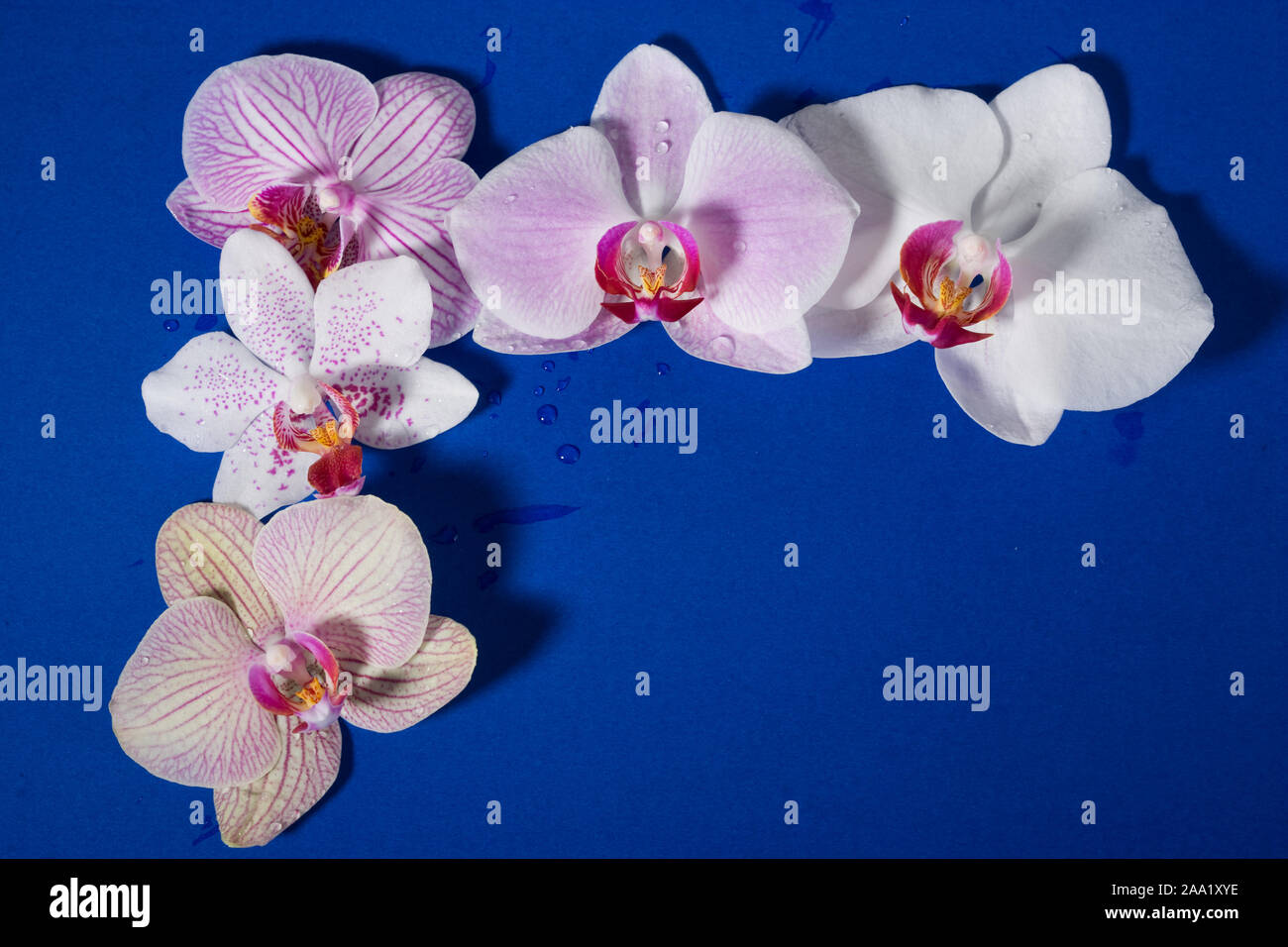 Phalaenopsis Banque D'Images