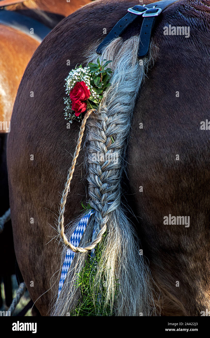 Queue de cheval tressée ornée de fleurs et de rubans Banque D'Images