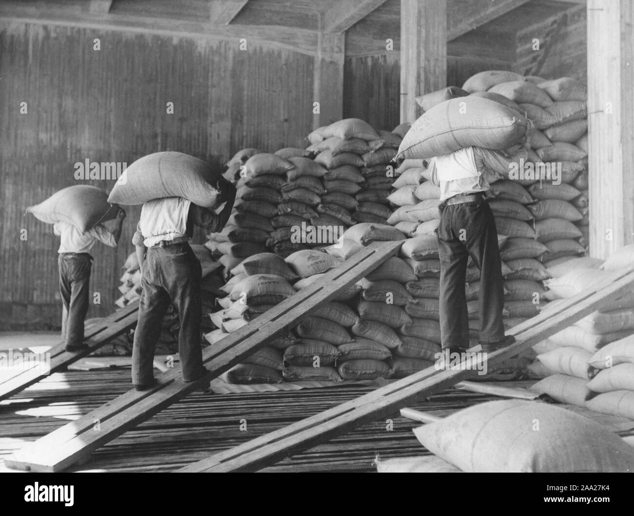 Les travailleurs à des quais. Les hommes le déchargement et le stockage de sacs de café dans un entrepôt à Göteborg en Suède dans les années 40. Banque D'Images