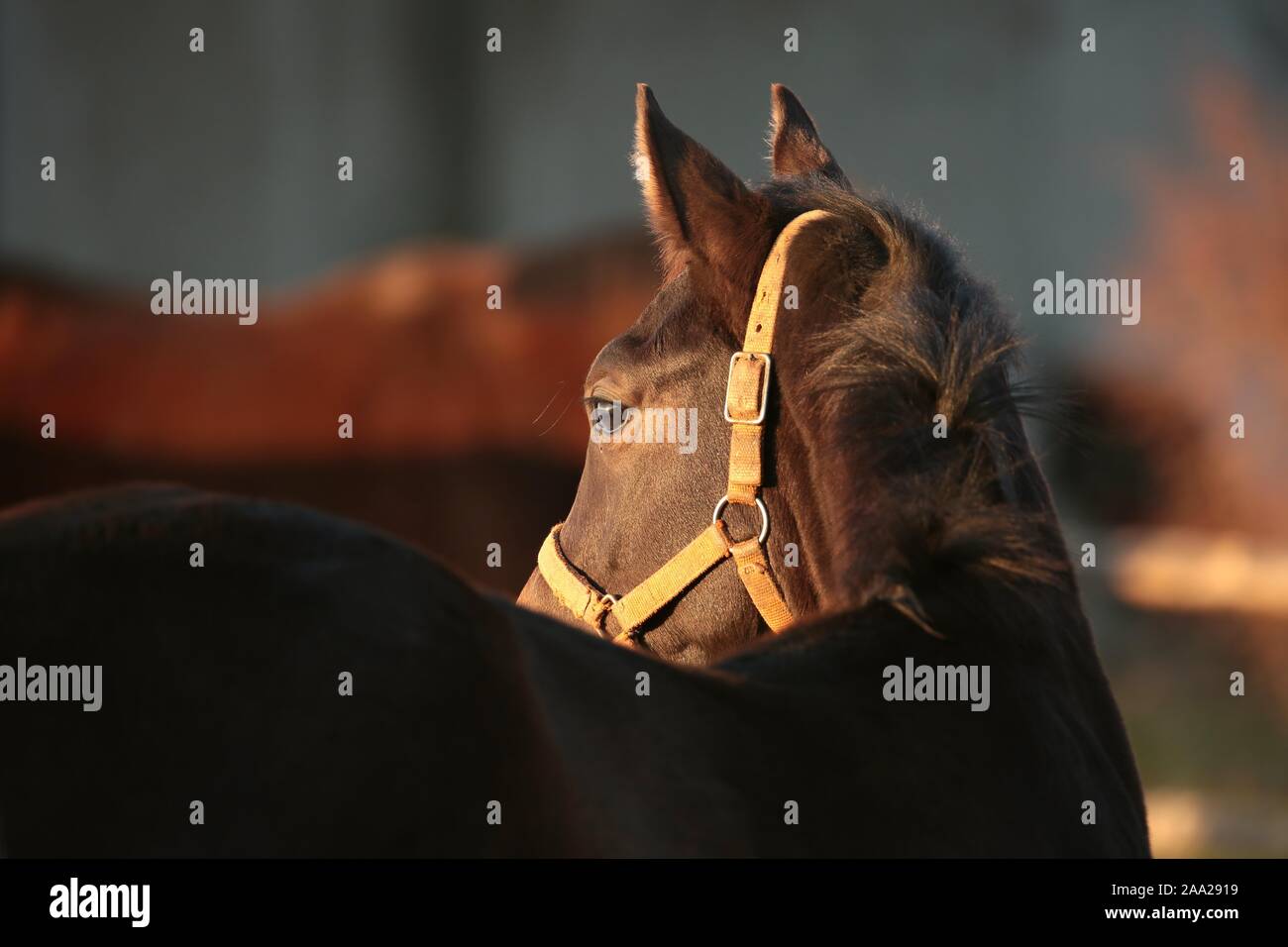 Chef d'un cheval au coucher du soleil. Décembre, la Pologne. Banque D'Images