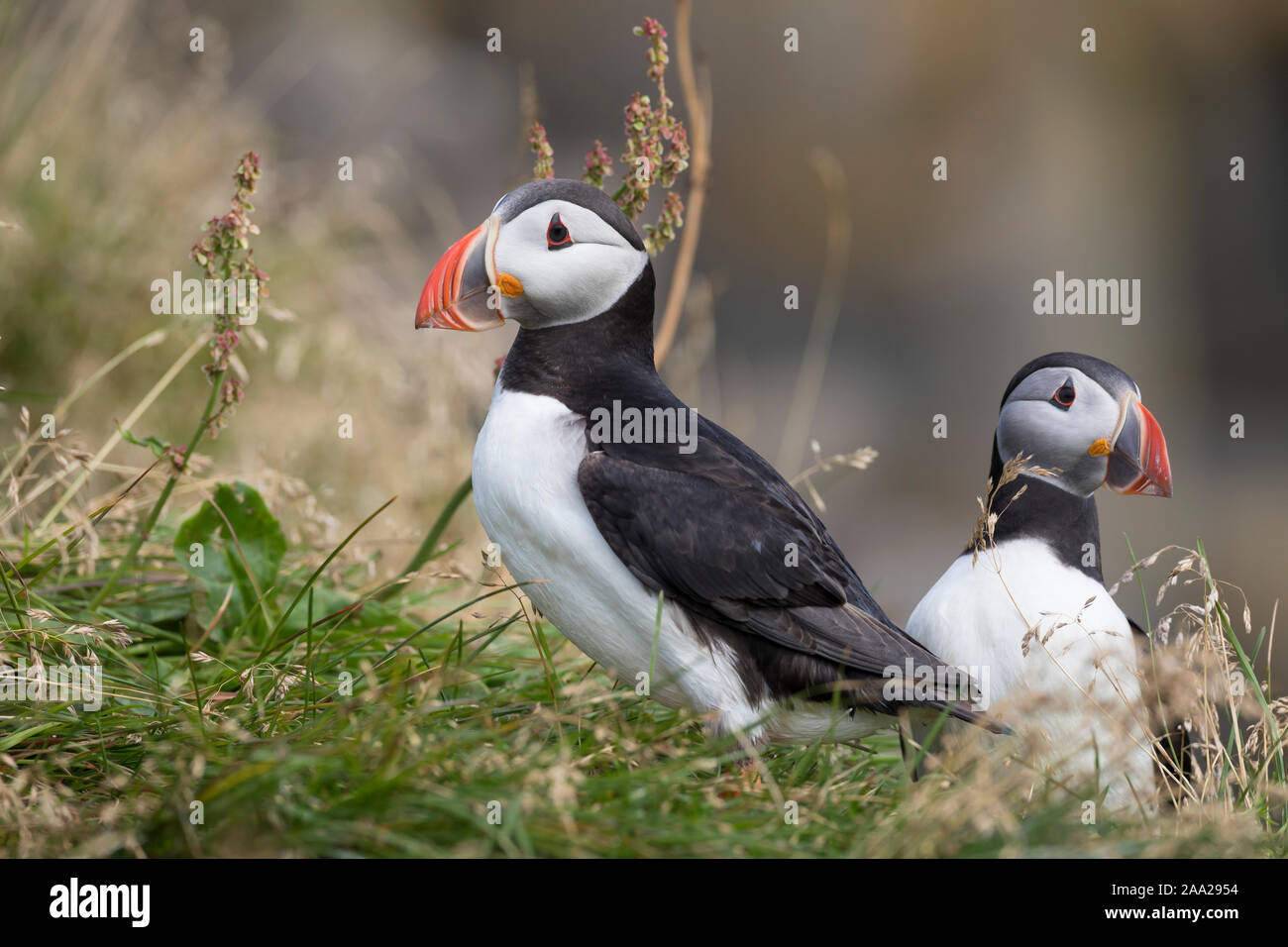 Papageientaucher Papagei-Taucher Papageitaucher,,, Fratercula arctica Macareux moine macareux,,,, Le Macareux macareux commune moine, Vogelfels Vogelfels, Banque D'Images Papageientaucher Papagei-Taucher Papageitaucher,,, Fratercula arctica Macareux moine macareux,,,, Le Macareux macareux commune moine, Vogelfels Vogelfels, Banque D'Images