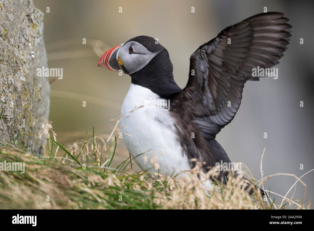 Papageientaucher Papagei-Taucher Papageitaucher,,, Fratercula arctica Macareux moine macareux,,,, Le Macareux macareux commune moine, Vogelfels Vogelfels, Banque D'Images Papageientaucher Papagei-Taucher Papageitaucher,,, Fratercula arctica Macareux moine macareux,,,, Le Macareux macareux commune moine, Vogelfels Vogelfels, Banque D'Images