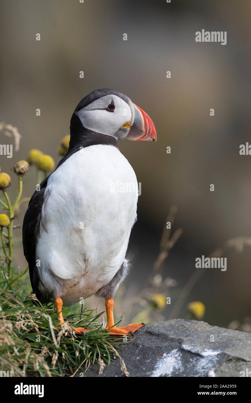 Papageientaucher Papagei-Taucher Papageitaucher,,, Fratercula arctica Macareux moine macareux,,,, Le Macareux macareux commune moine, Vogelfels Vogelfels, Banque D'Images Papageientaucher Papagei-Taucher Papageitaucher,,, Fratercula arctica Macareux moine macareux,,,, Le Macareux macareux commune moine, Vogelfels Vogelfels, Banque D'Images
