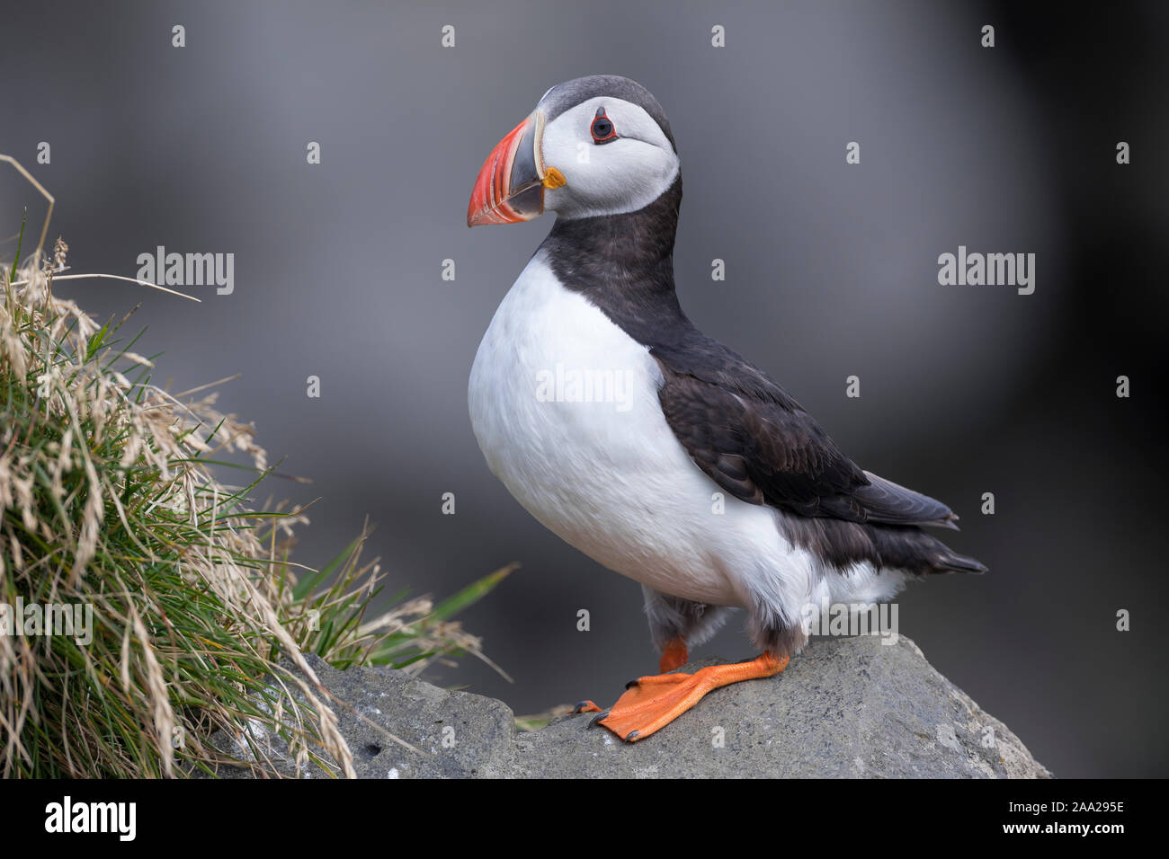 Papageientaucher Papagei-Taucher Papageitaucher,,, Fratercula arctica Macareux moine macareux,,,, Le Macareux macareux commune moine, Vogelfels Vogelfels, Banque D'Images Papageientaucher Papagei-Taucher Papageitaucher,,, Fratercula arctica Macareux moine macareux,,,, Le Macareux macareux commune moine, Vogelfels Vogelfels, Banque D'Images