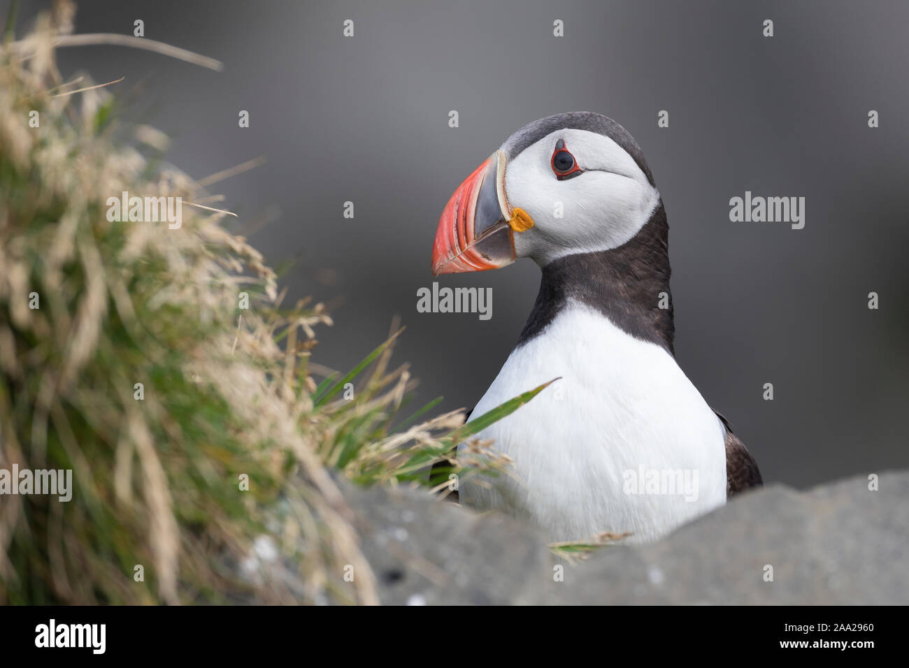 Papageientaucher Papagei-Taucher Papageitaucher,,, Fratercula arctica Macareux moine macareux,,,, Le Macareux macareux commune moine, Vogelfels Vogelfels, Banque D'Images Papageientaucher Papagei-Taucher Papageitaucher,,, Fratercula arctica Macareux moine macareux,,,, Le Macareux macareux commune moine, Vogelfels Vogelfels, Banque D'Images