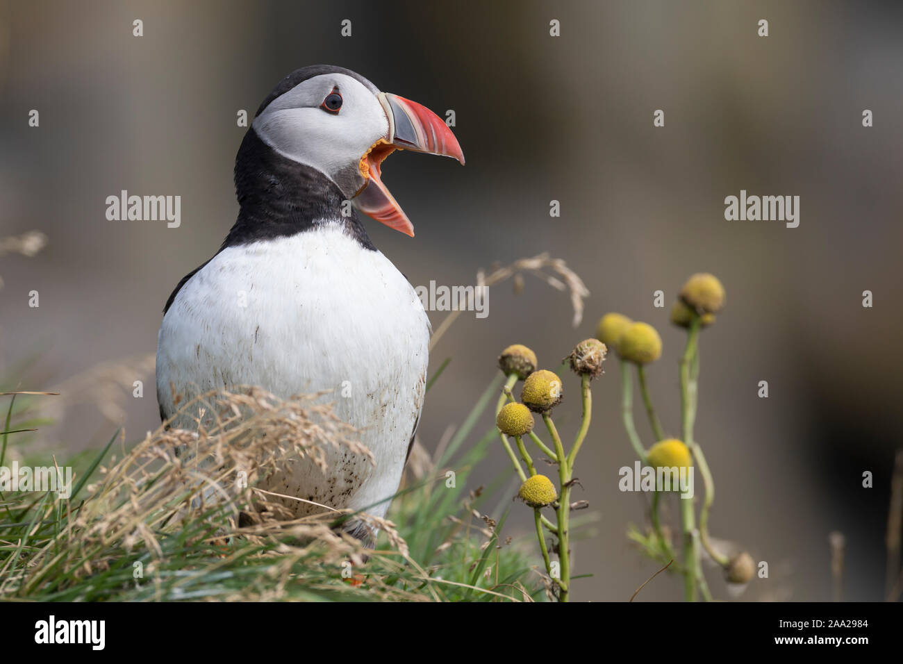 Papageientaucher rufend, Papageitaucher, schreiend Papagei-Taucher,,, Fratercula arctica Macareux moine macareux,,,, Le Macareux macareux commune moine, V Banque D'Images Papageientaucher rufend, Papageitaucher, schreiend Papagei-Taucher,,, Fratercula arctica Macareux moine macareux,,,, Le Macareux macareux commune moine, V Banque D'Images