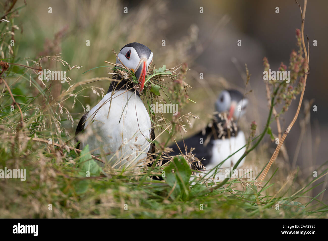 Papageientaucher Papagei-Taucher Papageitaucher,,, Fratercula arctica Macareux moine macareux,,,, Le Macareux macareux commune moine, Vogelfels Vogelfels, Banque D'Images Papageientaucher Papagei-Taucher Papageitaucher,,, Fratercula arctica Macareux moine macareux,,,, Le Macareux macareux commune moine, Vogelfels Vogelfels, Banque D'Images