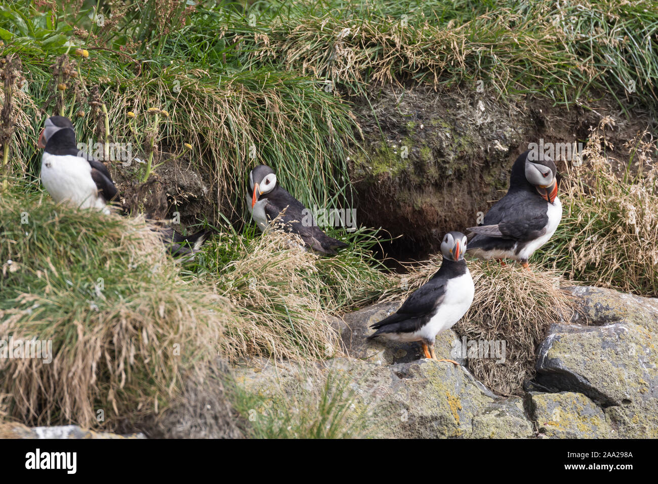 Papageientaucher Papagei-Taucher Papageitaucher,,, Fratercula arctica Macareux moine macareux,,,, Le Macareux macareux commune moine, Vogelfels Vogelfels, Banque D'Images Papageientaucher Papagei-Taucher Papageitaucher,,, Fratercula arctica Macareux moine macareux,,,, Le Macareux macareux commune moine, Vogelfels Vogelfels, Banque D'Images
