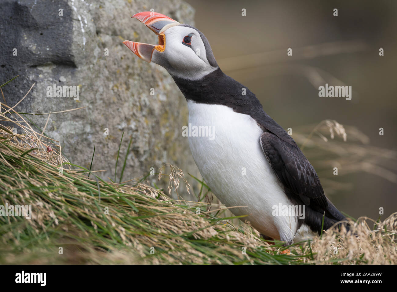 Papageientaucher rufend, Papageitaucher, schreiend Papagei-Taucher,,, Fratercula arctica Macareux moine macareux,,,, Le Macareux macareux commune moine, V Banque D'Images Papageientaucher rufend, Papageitaucher, schreiend Papagei-Taucher,,, Fratercula arctica Macareux moine macareux,,,, Le Macareux macareux commune moine, V Banque D'Images