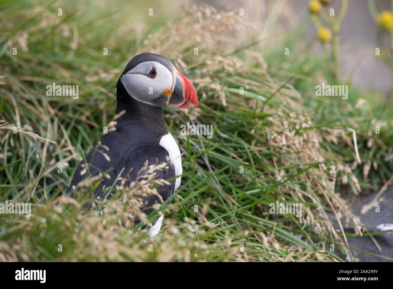 Papageientaucher Papagei-Taucher Papageitaucher,,, Fratercula arctica Macareux moine macareux,,,, Le Macareux macareux commune moine, Vogelfels Vogelfels, Banque D'Images Papageientaucher Papagei-Taucher Papageitaucher,,, Fratercula arctica Macareux moine macareux,,,, Le Macareux macareux commune moine, Vogelfels Vogelfels, Banque D'Images