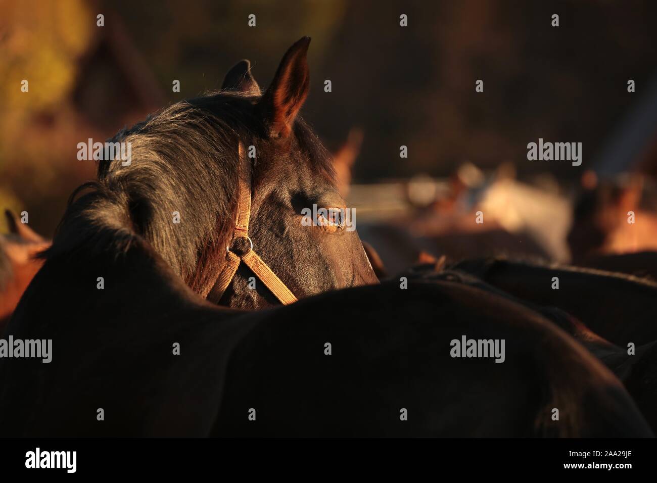 Chef d'un cheval au coucher du soleil. Décembre, la Pologne. Banque D'Images