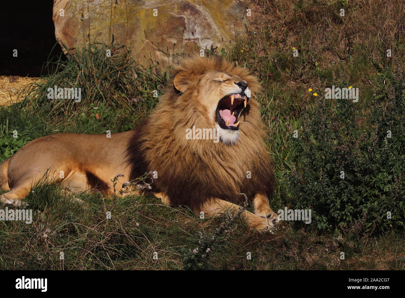 L'African Lion, Simba, bâillements (Panthera leo) Banque D'Images