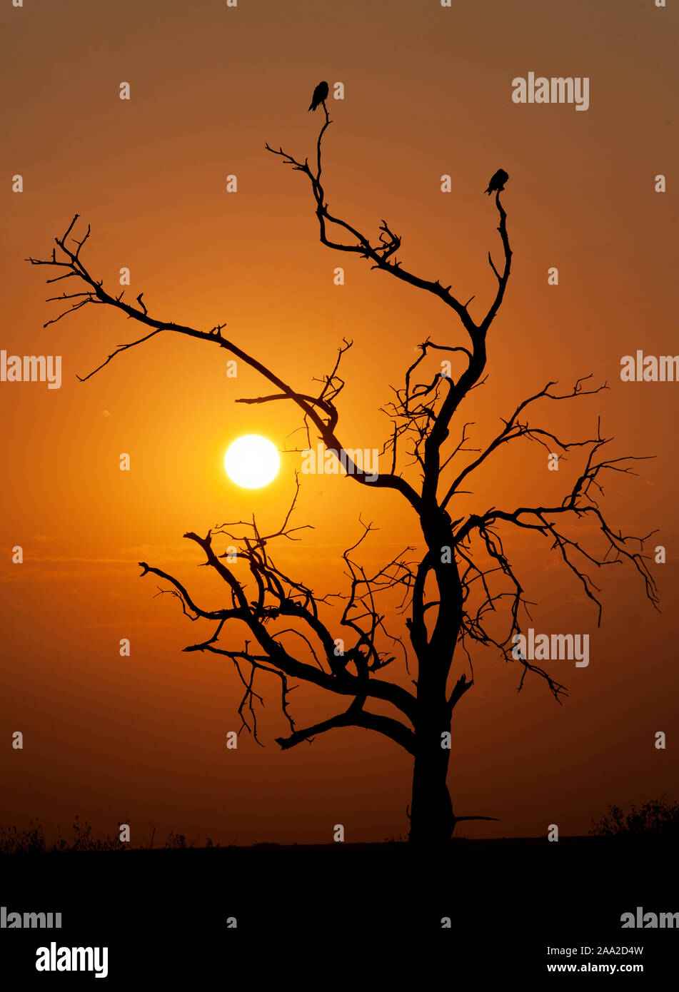 Un vieil arbre avec les oiseaux de proie dans la savane au Maasai Mara, Kenya, comme on l'a vu contre le soleil couchant. Banque D'Images