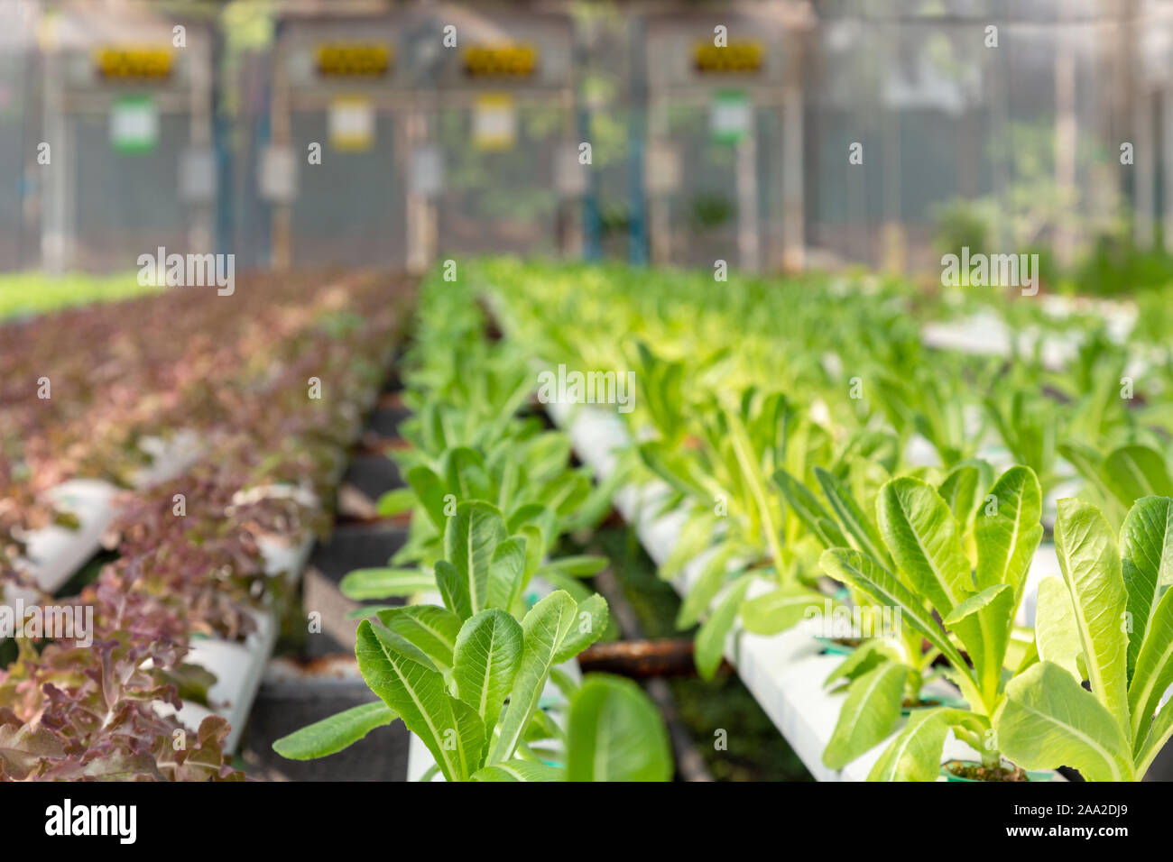 Jeunes frais vert laitue bio cos et de chêne rouge de l'usine de laitue sont en croissance sur l'eau sans sol dans le système hydroponique à la ferme de légumes grillés Banque D'Images