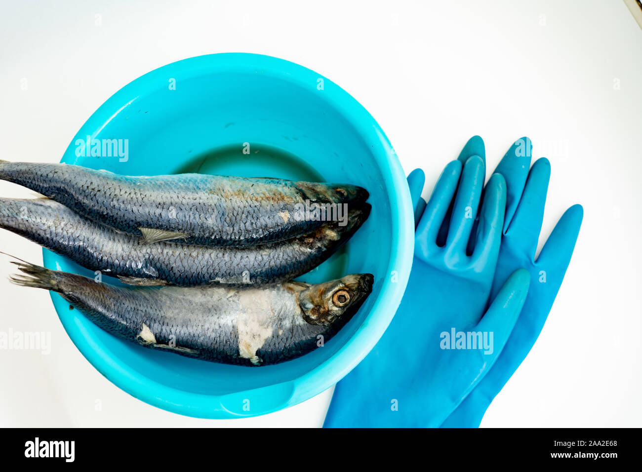 Le poisson congelé dans un bassin bleu sur fond blanc. Banque D'Images