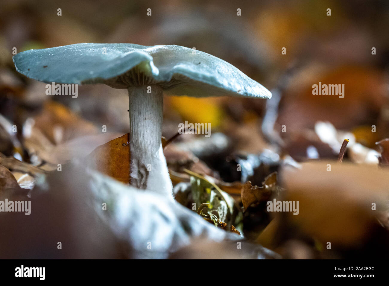 Stropharia caerulea est l'un des rares champignons bleu-vert qui peuvent être trouvés au cours de la saison d'automne n les bois Banque D'Images