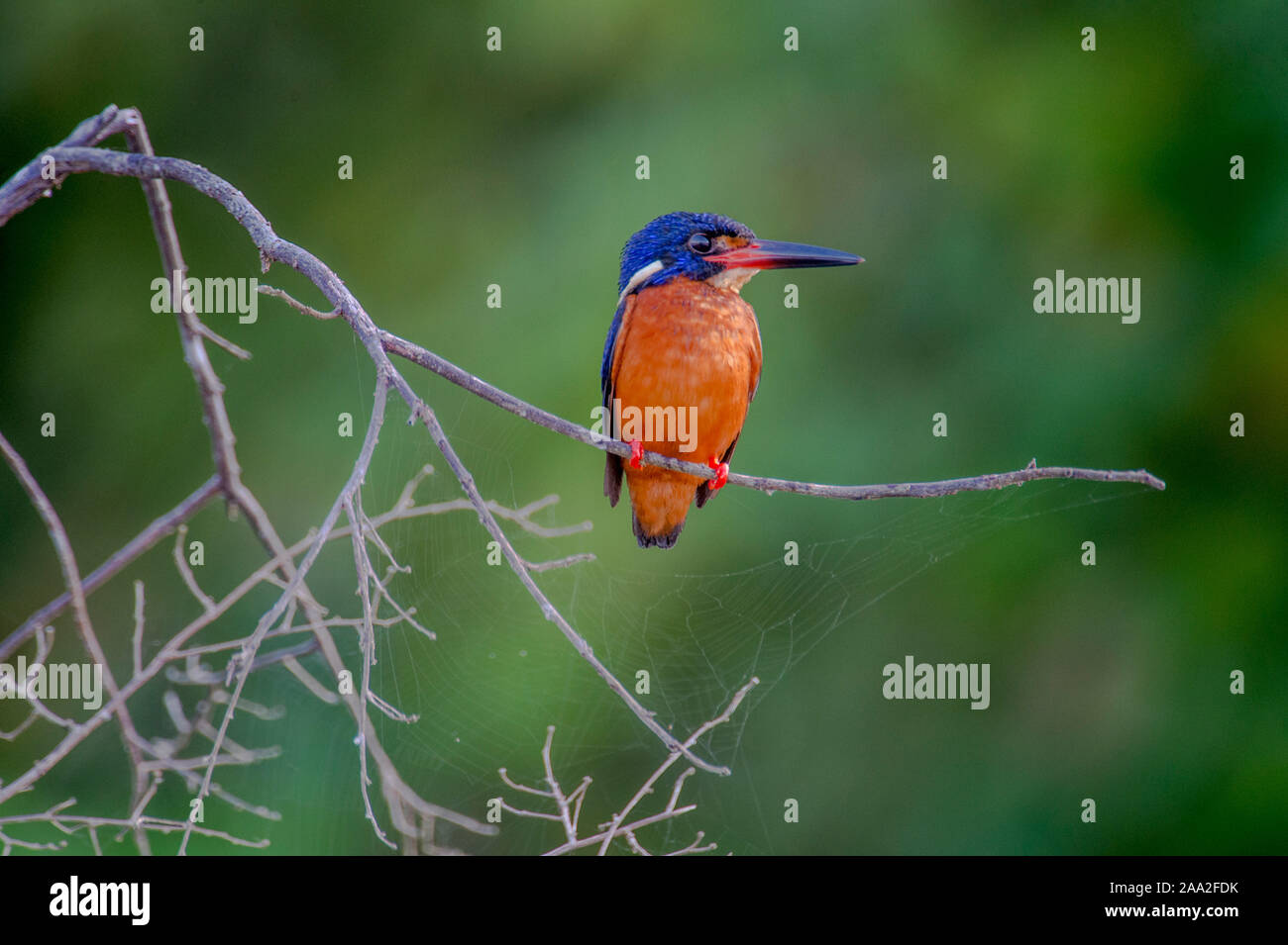 Blue-eared Kingfisher (Alcedo meninting) de la rivière Kinabatangan, Sabah, Bornéo. Banque D'Images