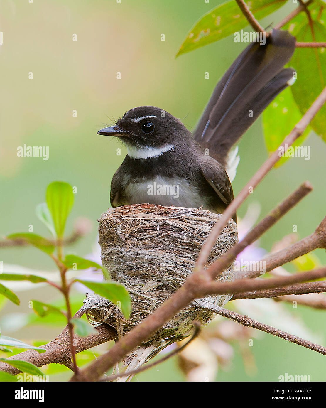 Pied de Malaisie (Rhipidura fantail javanica) nichant dans Danum Valley, Sabah, Bornéo. Banque D'Images