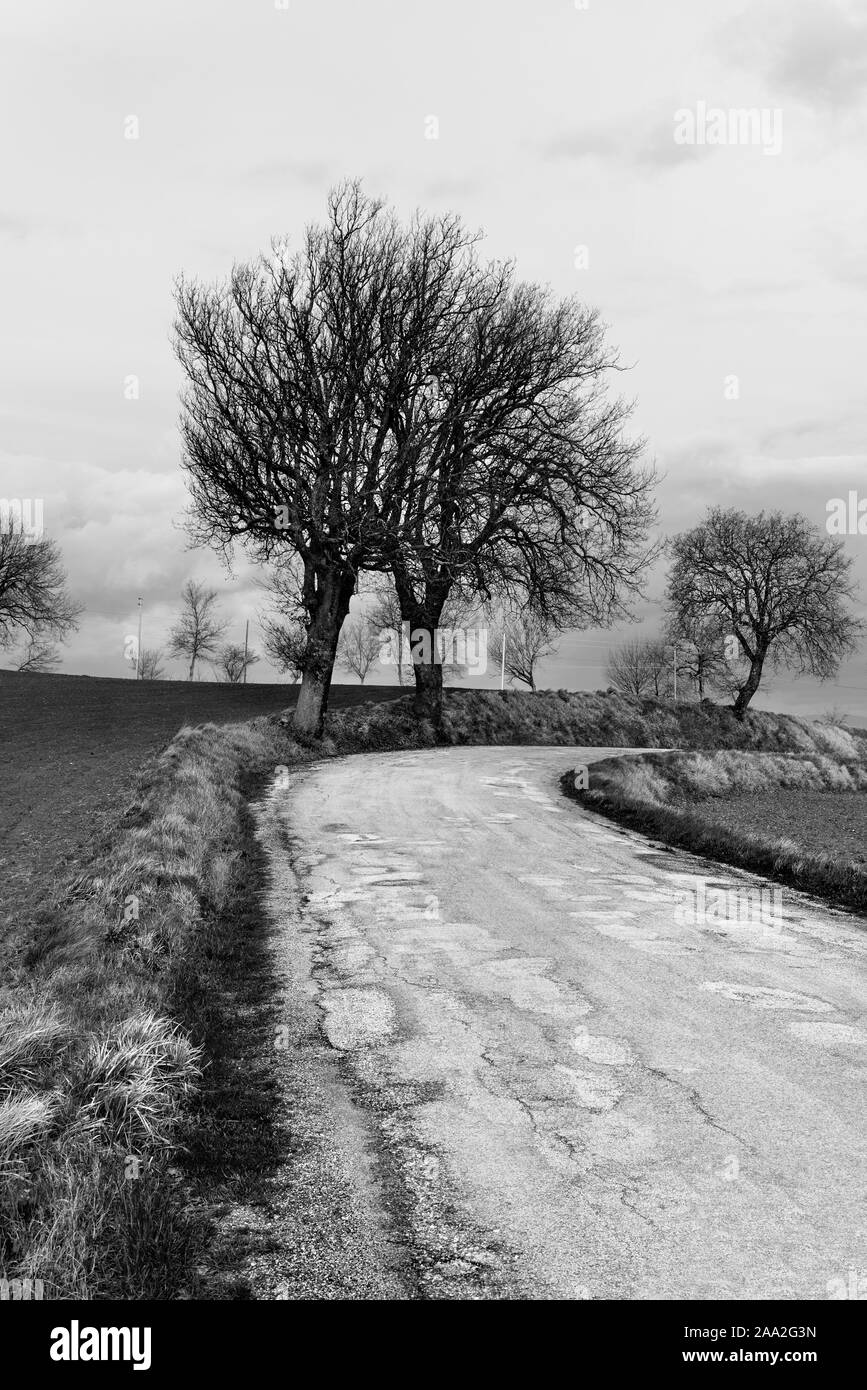 Paysage rural en noir et blanc, route de campagne et arbres Banque D'Images