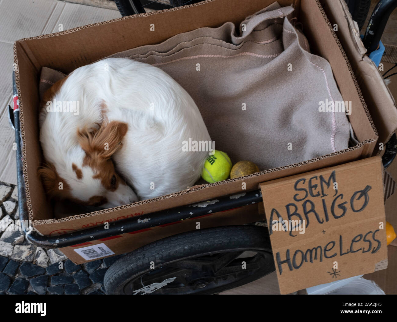 Un chien appartenant à une personne sans-abri dormir dans une boîte à Lisbonne Portugal Banque D'Images