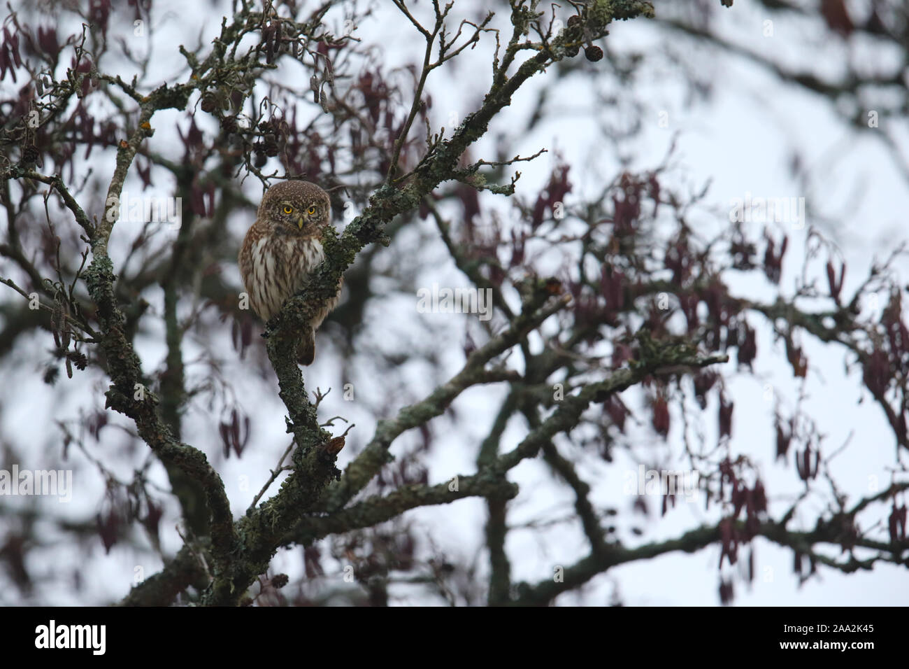Chouette naine eurasien (Glaucidium passerinum) Banque D'Images