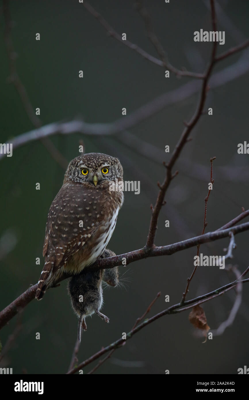 Hibou pygmée eurasien (Glaucidium passerinum) avec un cambriole de banque Banque D'Images