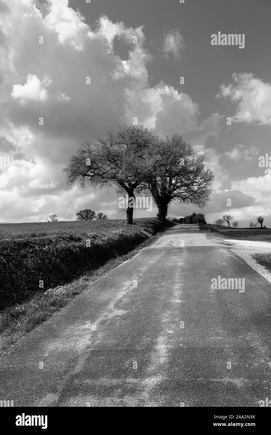Paysage rural en noir et blanc, route de campagne et arbres Banque D'Images