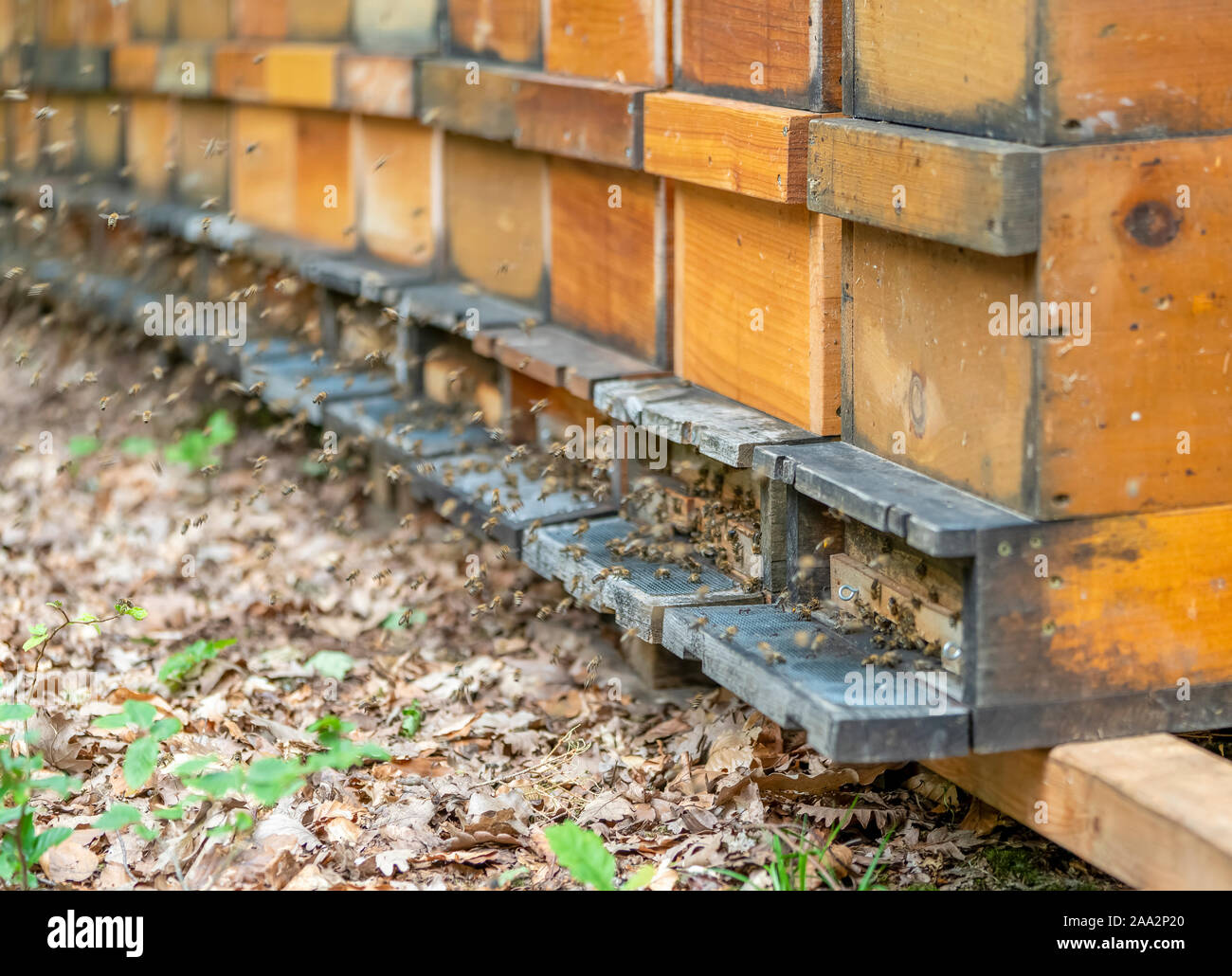 Paysage de plein air incluant un rucher et beaucoup d'abeilles Banque D'Images