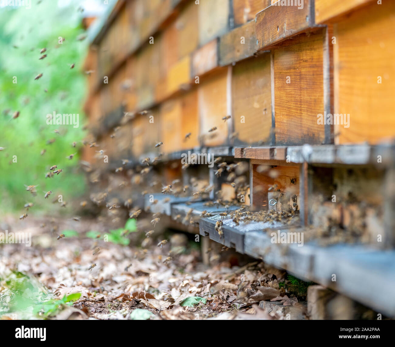 Paysage de plein air incluant un rucher et beaucoup d'abeilles Banque D'Images