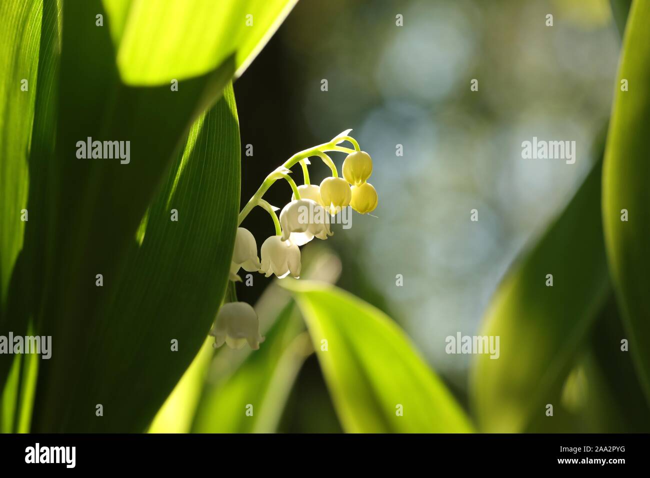 Du muguet dans la forêt. Banque D'Images
