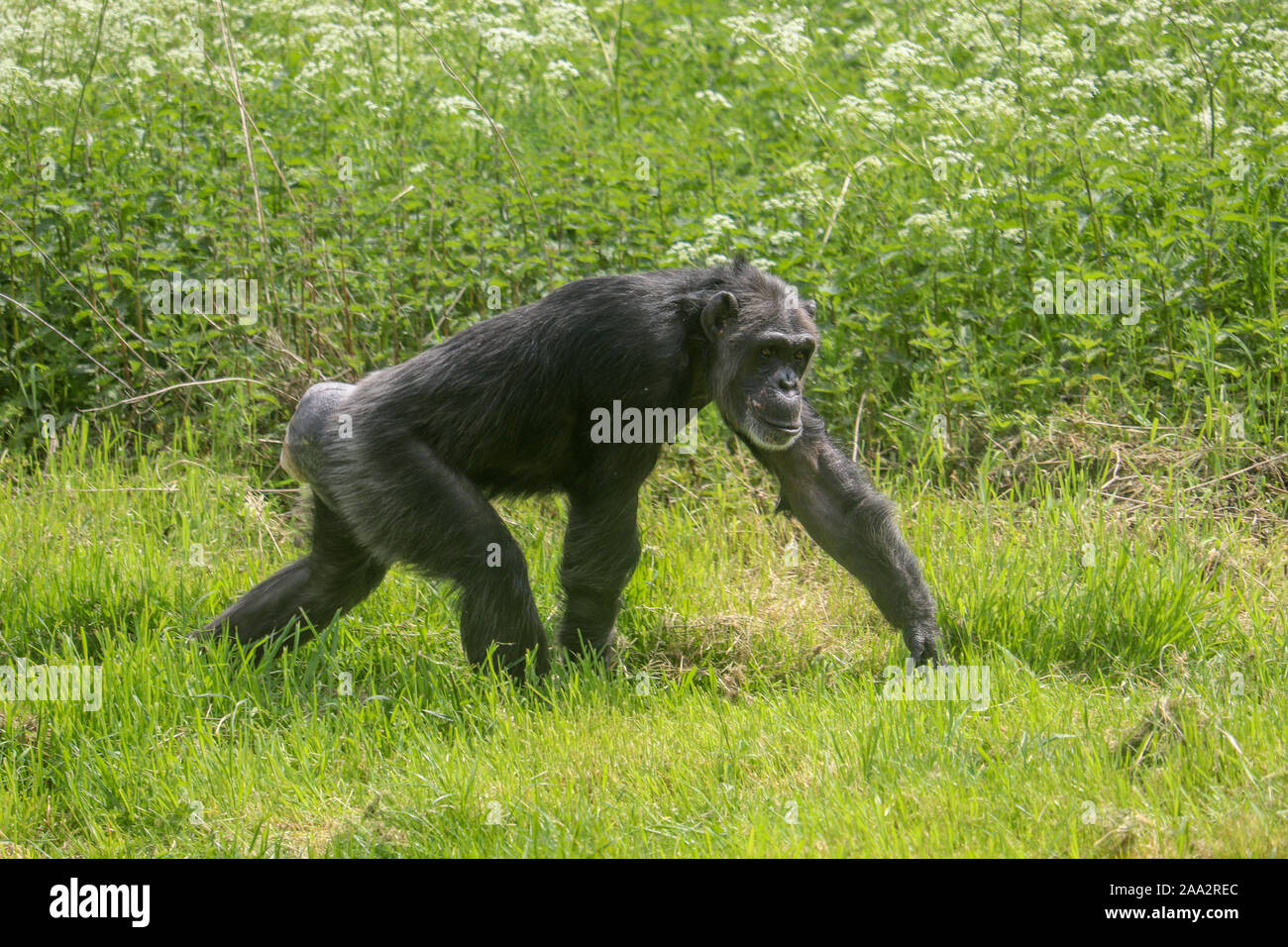 Chimpanzé femelle, Fanny (Pan troglodytes) Banque D'Images