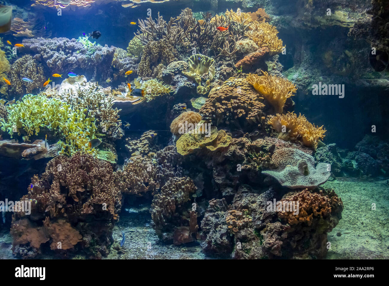 Paysage récifs coralliens submerger avec de nombreux poissons colorés Banque D'Images