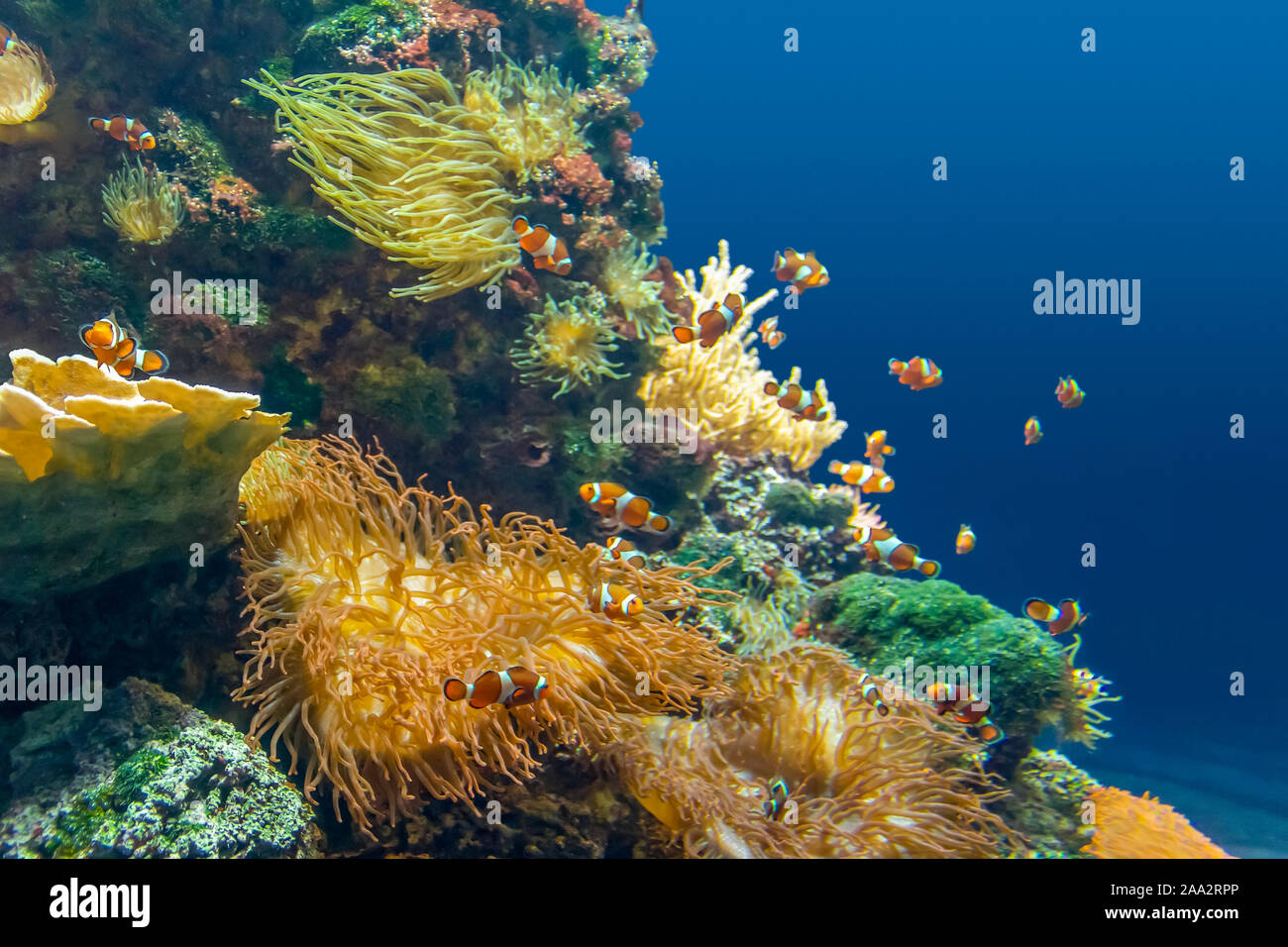 Paysage récifs coralliens submerger avec de nombreux poissons colorés Banque D'Images