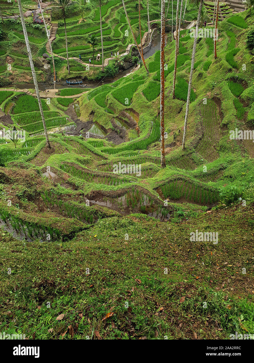 Vue sur les rizières en terrasses à hélas Harum, Gianyar, Bali, Indonésie Banque D'Images