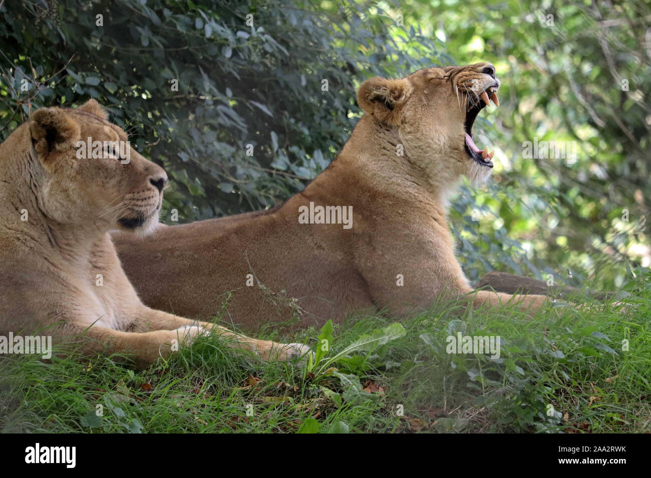 Femme Lion Asiatique, Kumari & Kiburi (Panthera leo persica) Banque D'Images