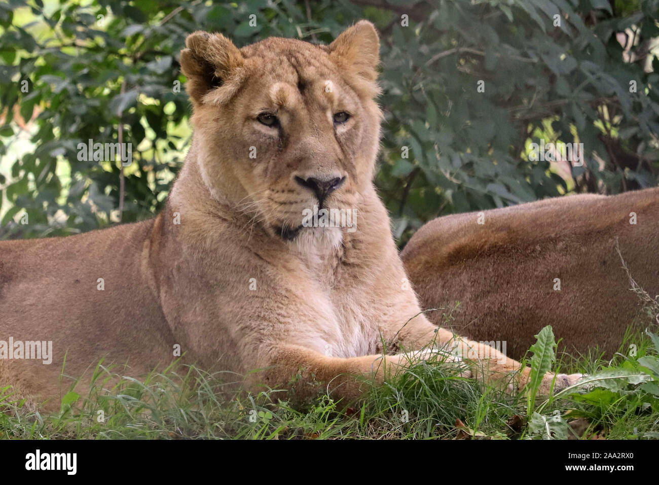 Femme Lion Asiatique, Kumari (Panthera leo persica) Banque D'Images