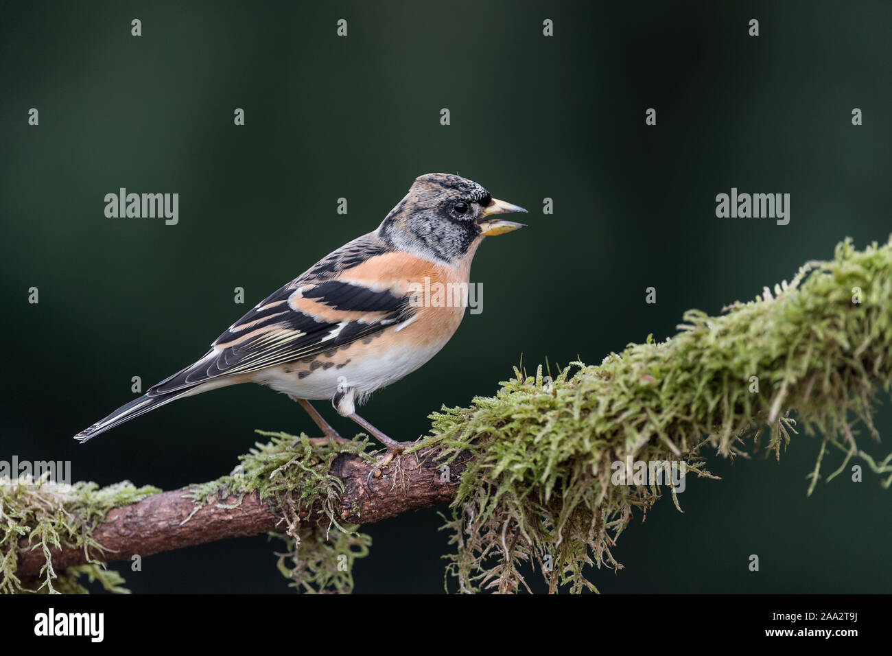 Le pinson du nord (Fringilla montifringilla) mâle Banque D'Images