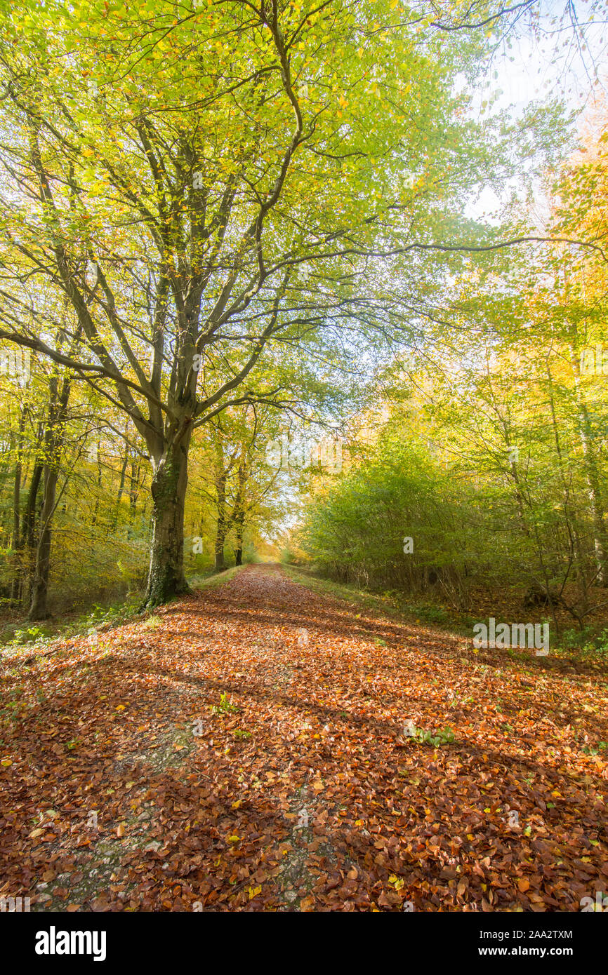 Stane Street, Voie Romaine, bois hêtre commun Eartham, arbres en automne les couleurs, Sussex, UK, Parc National des South Downs. Novembre Banque D'Images