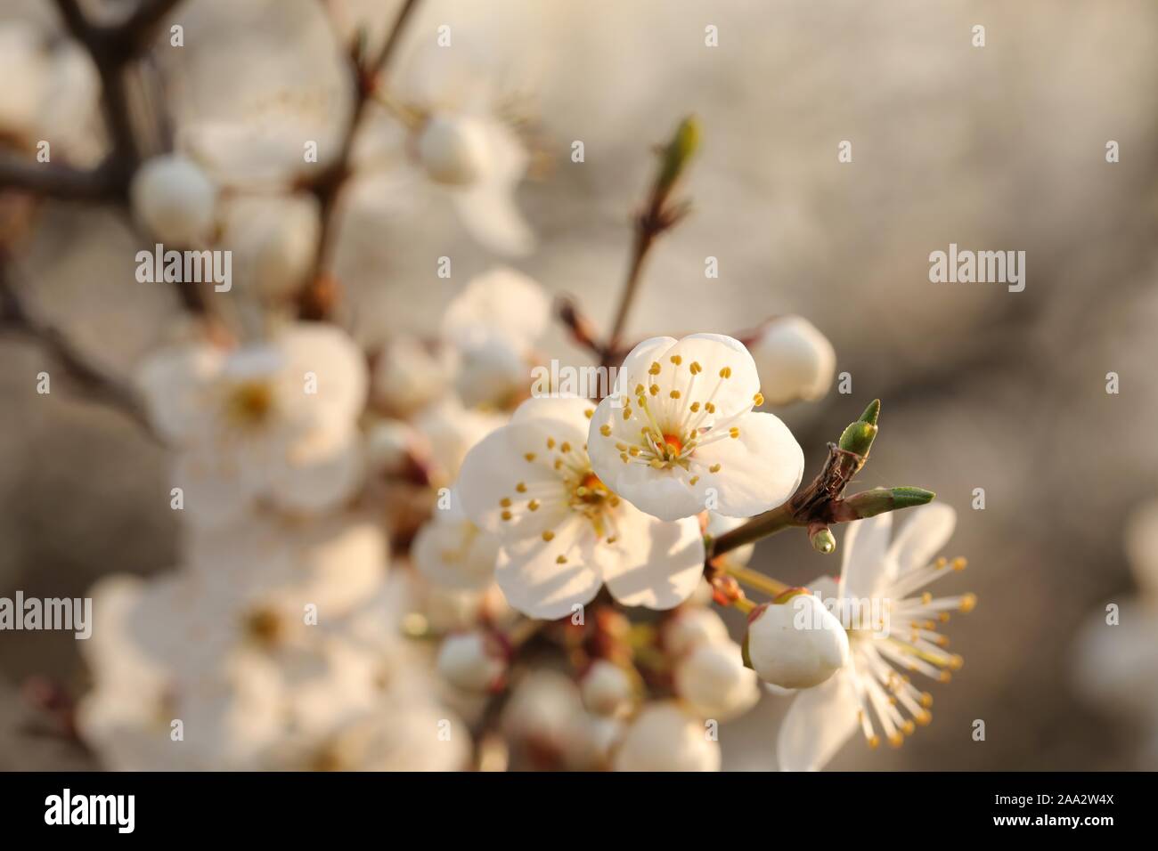 Fleurs blanches fleurs de printemps sur un arbre. Banque D'Images