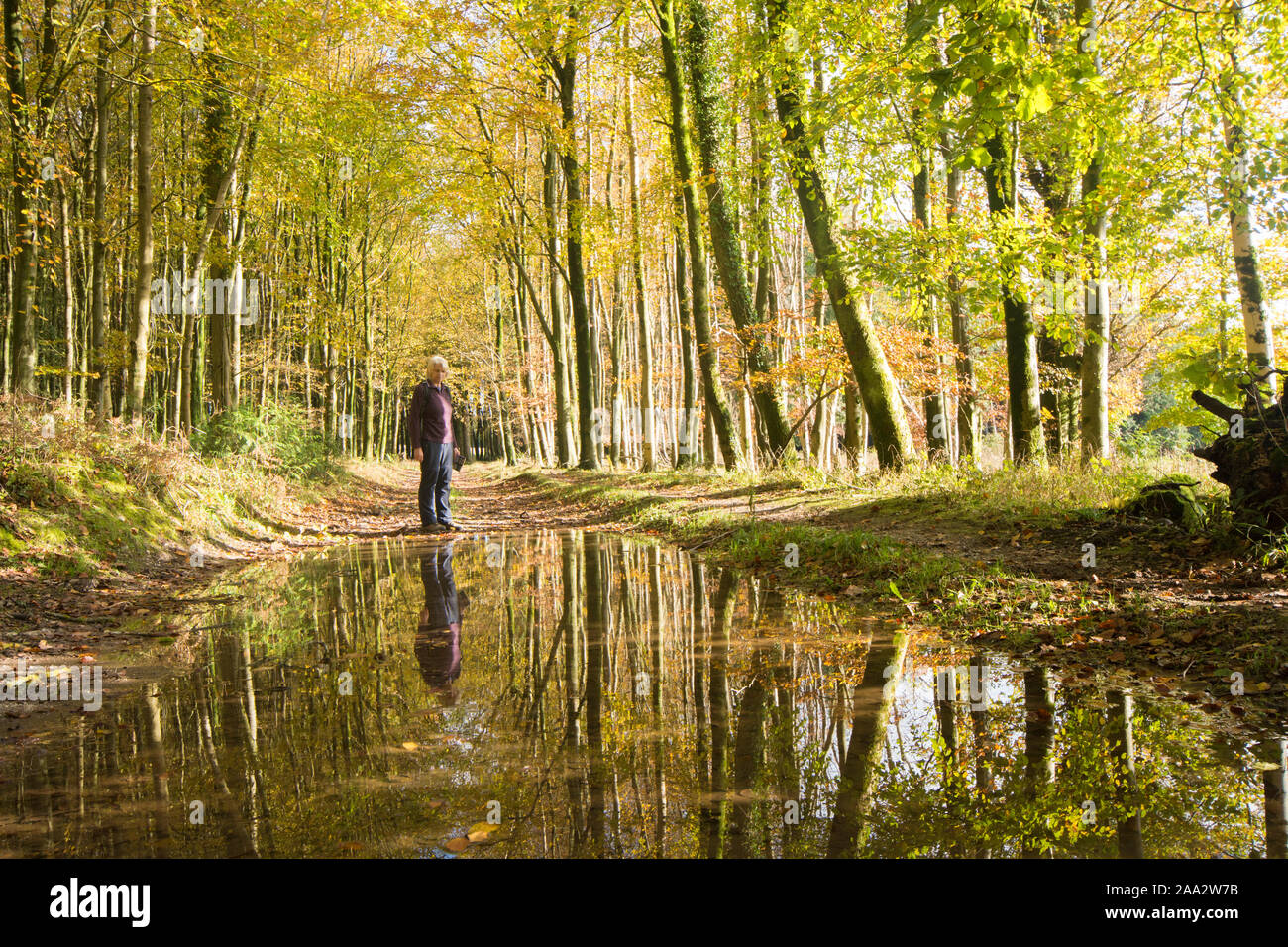 Femme marche après la pluie, les flaques d'eau et inondé chemin. Réflexions d'elle et d'arbres dans les flaques d'eau. Bois Eartham, Sussex, UK, novembre. Banque D'Images