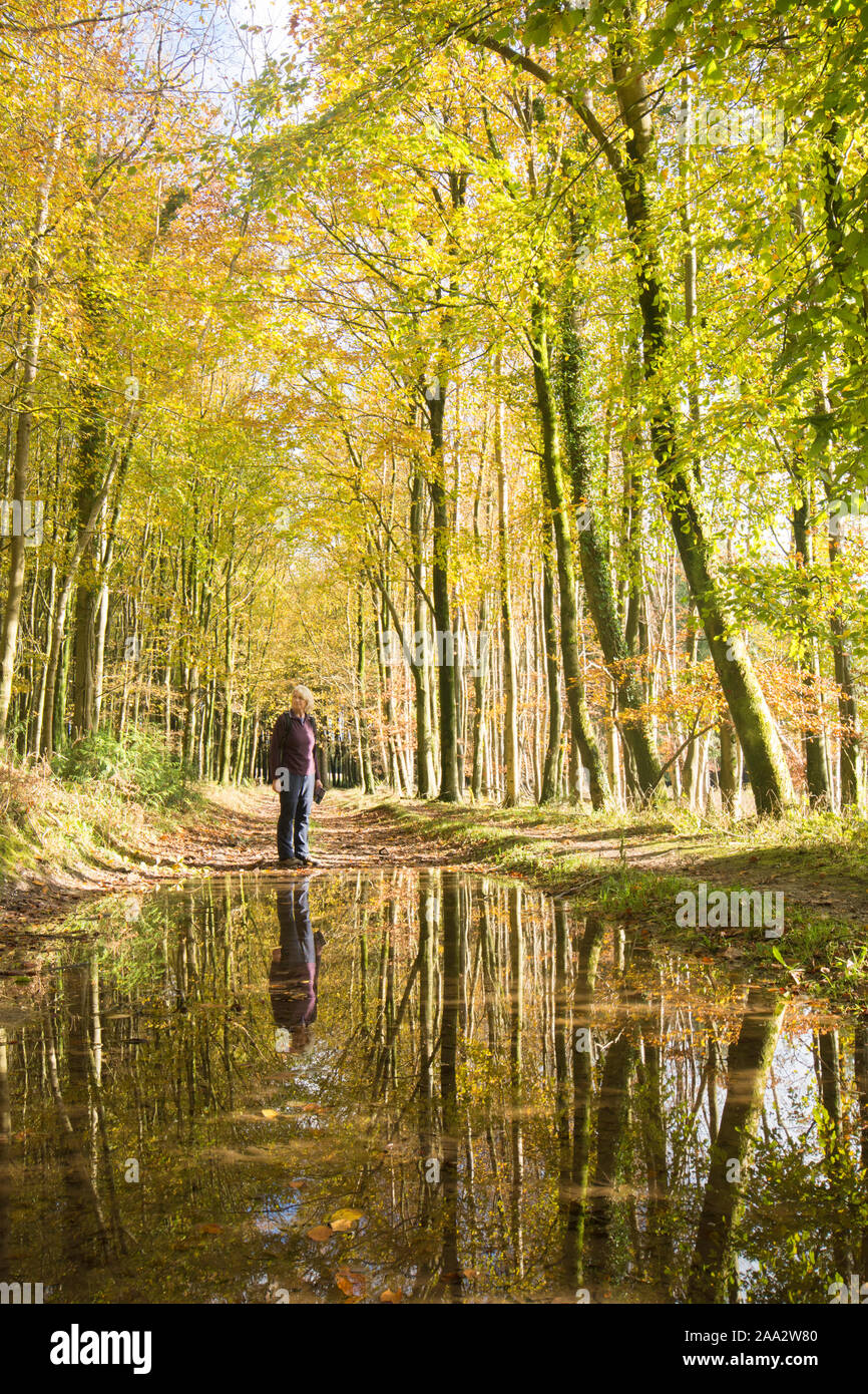 Femme marche après la pluie, les flaques d'eau et inondé chemin. Réflexions d'elle et d'arbres dans les flaques d'eau. Bois Eartham, Sussex, UK, novembre. Banque D'Images