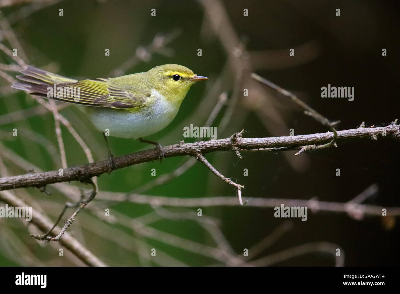 (Phylloscopus sibilatrix Pouillot siffleur), Europe Banque D'Images