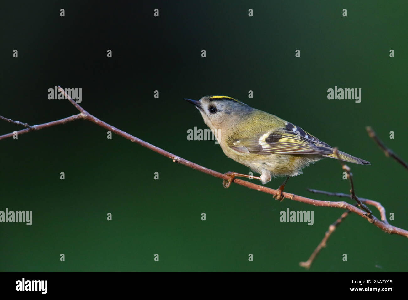 Goldcrest (Regulus regulus) en saison de reproduction, le printemps, l'Europe. Banque D'Images