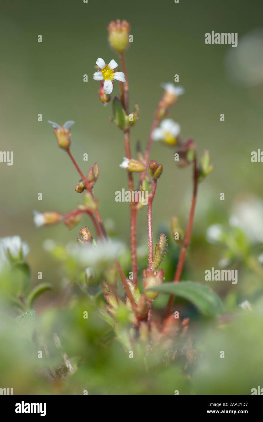 Saxifraga tridactylites Dreifingersteinbrech,Rue,Saxifrage à feuilles Banque D'Images