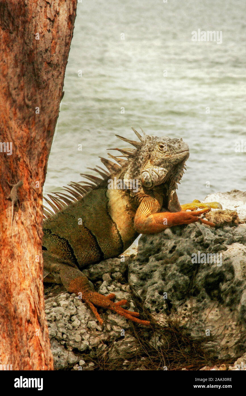 Grand iguane sur les roches par l'eau Banque D'Images