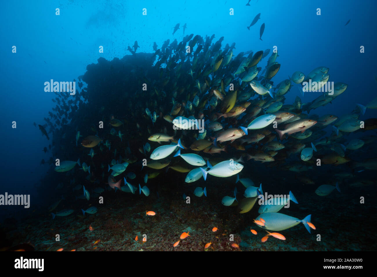 Banc de Sleek Goldfish, Hexacanthus, South Male Atoll, Maldives, océan Indien Banque D'Images