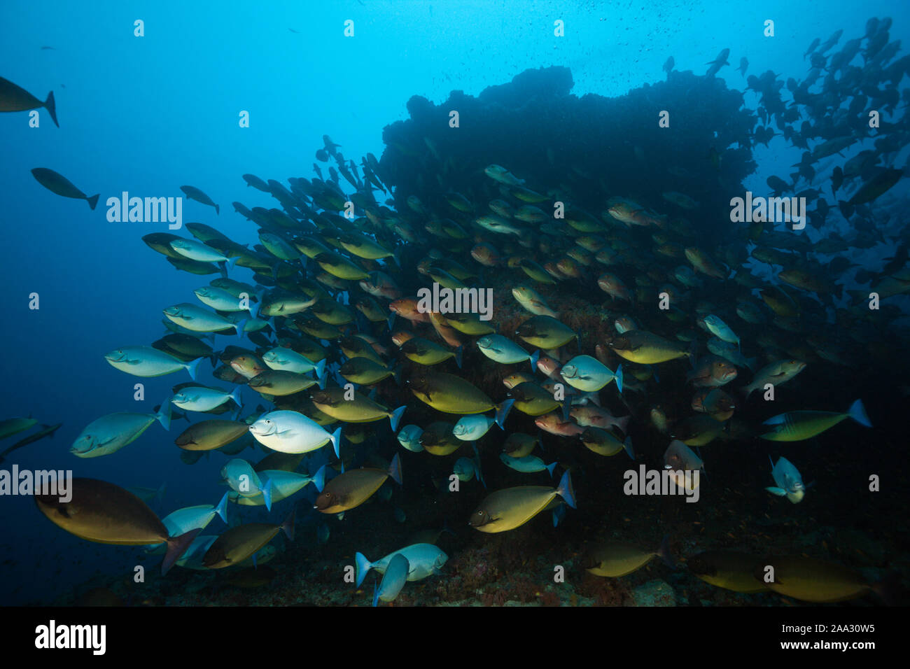 Banc de Sleek Goldfish, Hexacanthus, South Male Atoll, Maldives, océan Indien Banque D'Images