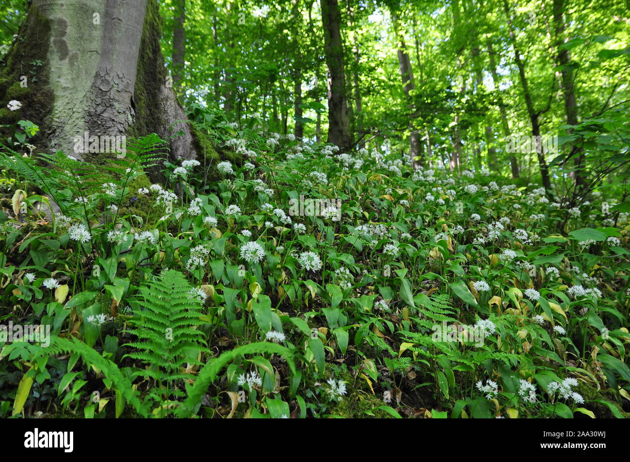 L'ail des bois, la SRCFA, Bolton Abbey Banque D'Images