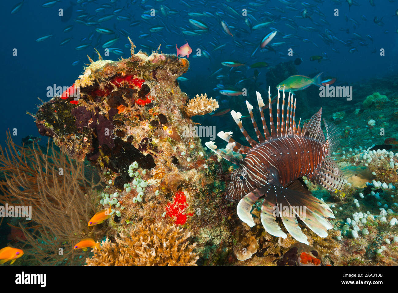 Devil Firefish, Pterois Miles, South Male Atoll, Maldives, océan Indien Banque D'Images